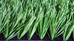 Legend Grass